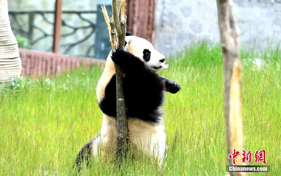 無邪気な姿が可愛い！　九寨溝パンダパークのパンダ