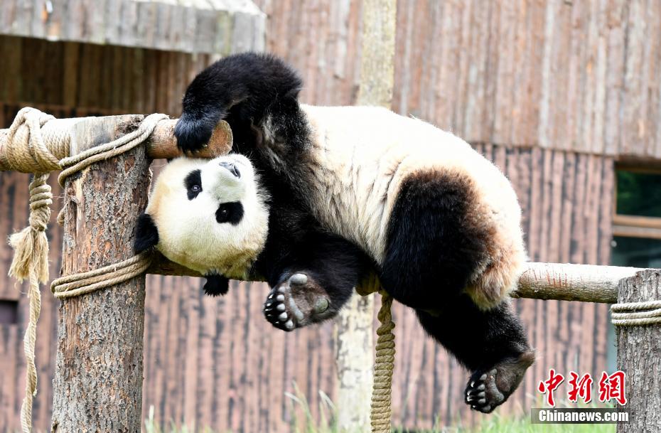 無(wú)邪気な姿が可愛(ài)い！　九寨溝パンダパークのパンダ