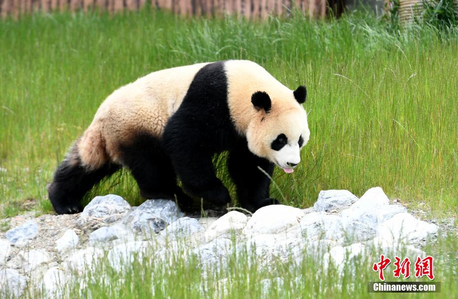 無邪気な姿が可愛い！　九寨溝パンダパークのパンダ