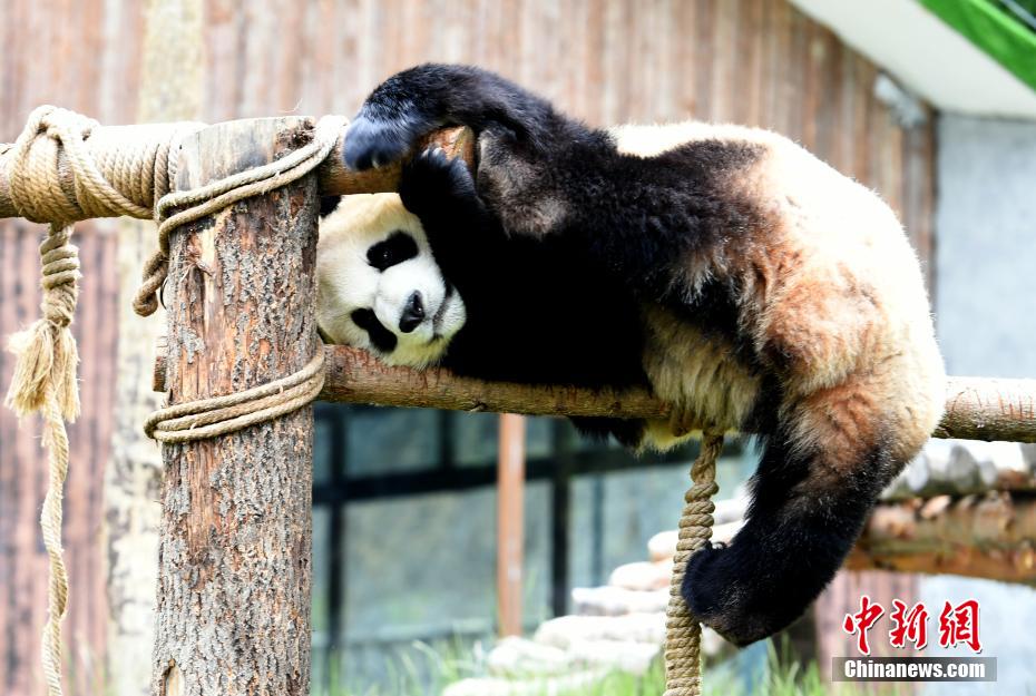 無邪気な姿が可愛い！　九寨溝パンダパークのパンダ