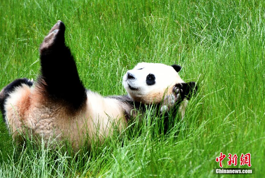 無邪気な姿が可愛い！　九寨溝パンダパークのパンダ