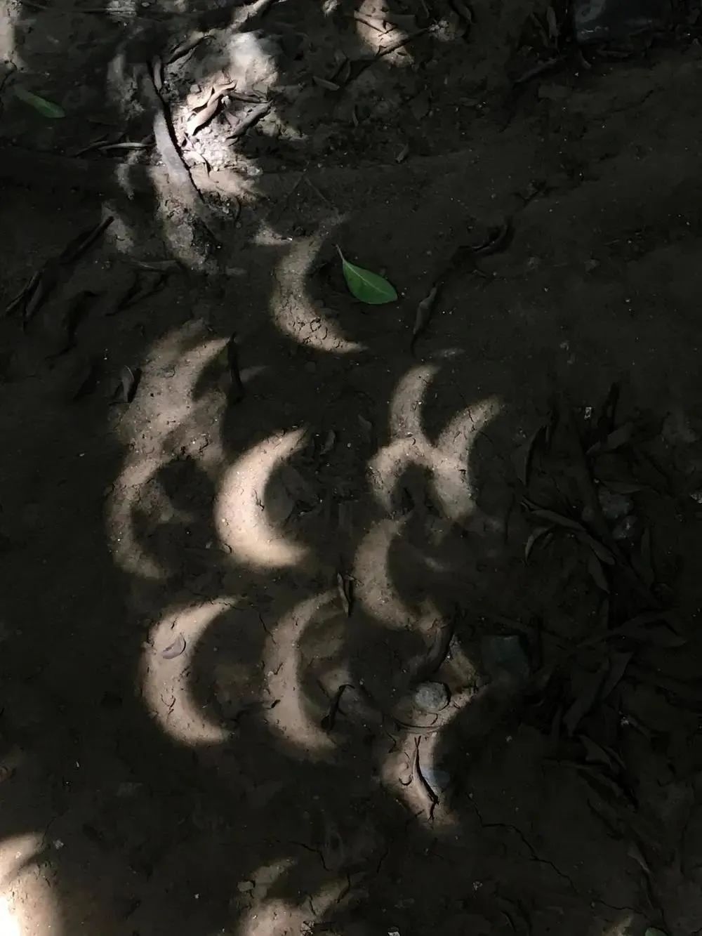 夏至の日に「金環(huán)日食」観測