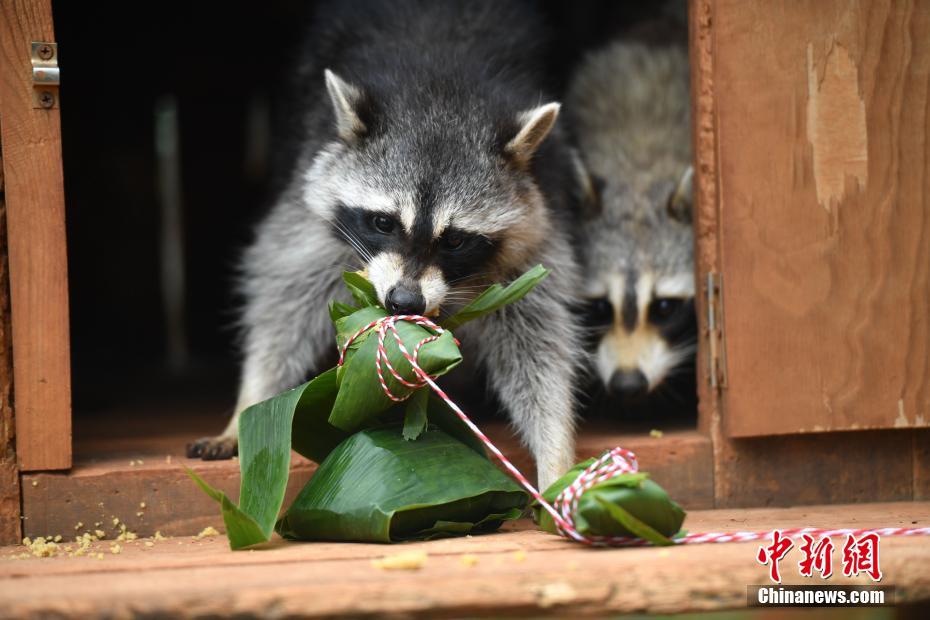 端午節(jié)を控え「特製ちまき」を楽しむ動物たち　雲南野生動物園