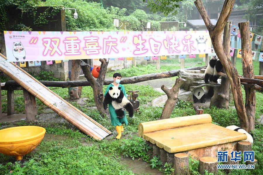 重慶動(dòng)物園でパンダ4頭が1歳の誕生日をお祝い