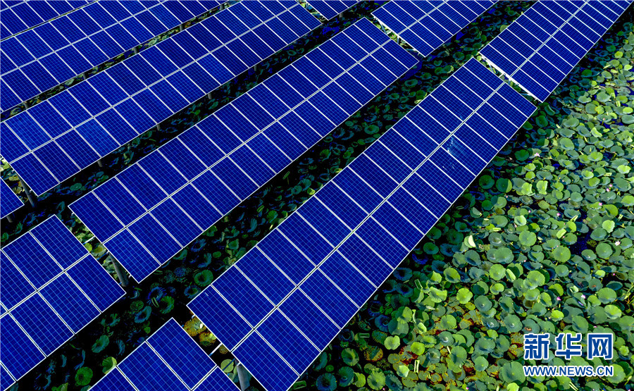 ソーラーパネルの下で咲き誇る蓮の花を空撮