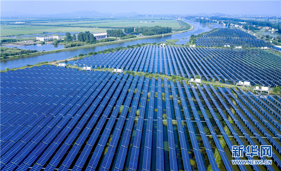 ソーラーパネルの下で咲き誇る蓮の花を空撮