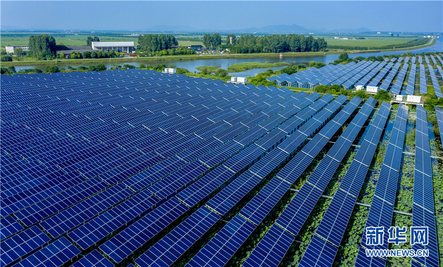 ソーラーパネルの下で咲き誇る蓮の花を空撮