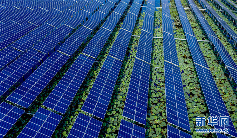 ソーラーパネルの下で咲き誇る蓮の花を空撮