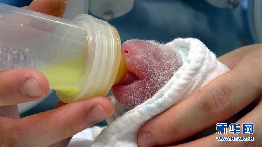 大陸部から臺(tái)灣地區(qū)に寄贈(zèng)されたパンダ「圓圓」が第2子を無(wú)事出産