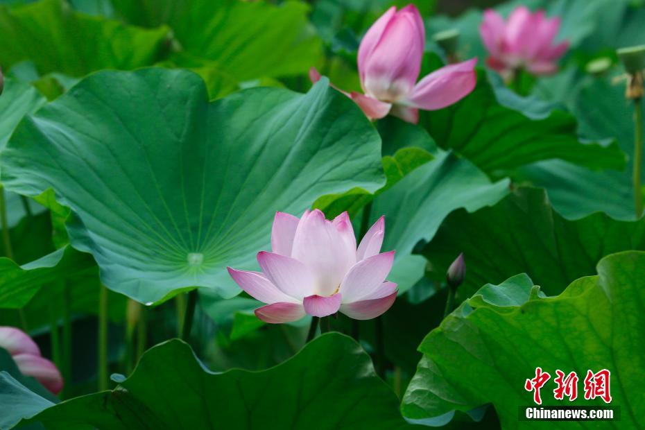 円明園でハスの花が満開　北京 
