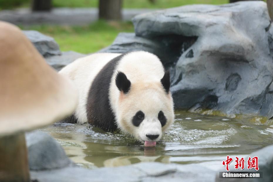鳳凰中華パンダ苑がオープン　湖南省