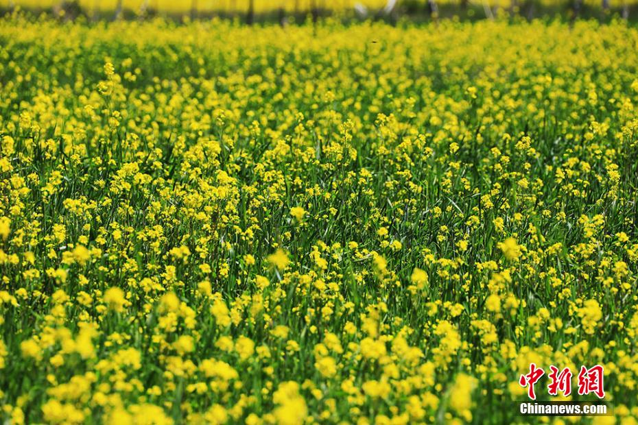 油絵の中にいるみたい！香気漂う満開の菜の花 新疆