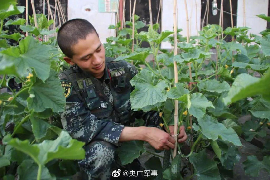 標(biāo)高3080メートルの高地で野菜を栽培する兵士たち　青海省