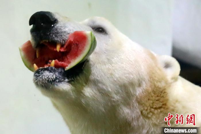 大きなスイカにかぶりつくシロクマ（撮影?泱波）。