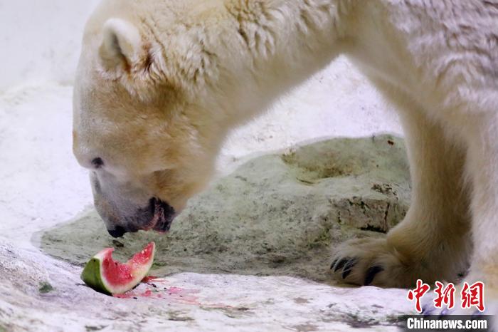暑い夏到來も冷たいエサにゴキゲンな南京海底世界の動物たち　江蘇省