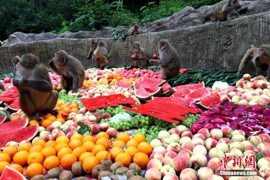 「ひんやり蟠桃の宴」を楽しむ野生のアカゲザル（撮影?王中挙）。