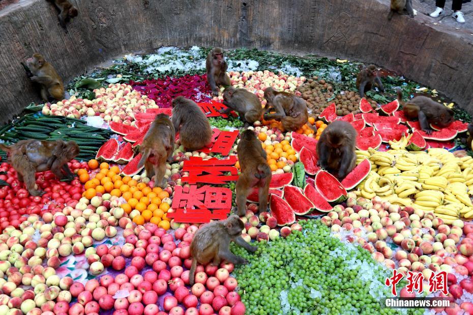 「ひんやり蟠桃の宴」を楽しむ野生のアカゲザル　河南省済源