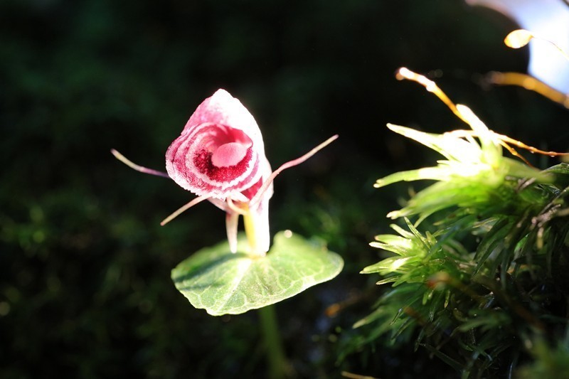 雲(yún)南省、新たなコリバス屬の植物が発見