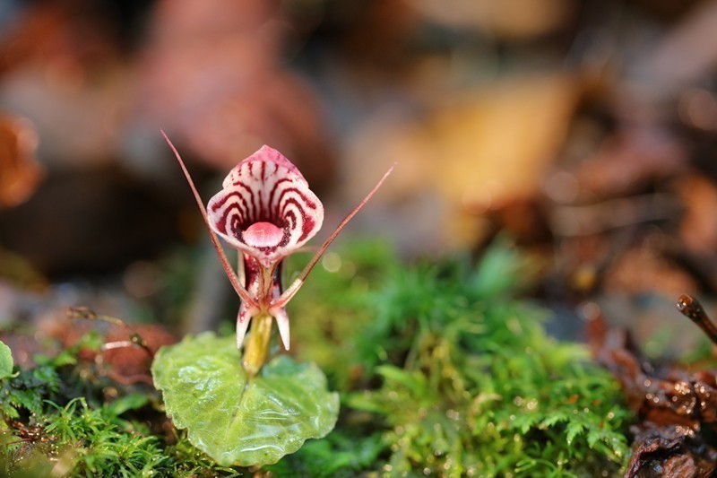 雲(yún)南省、新たなコリバス屬の植物が発見