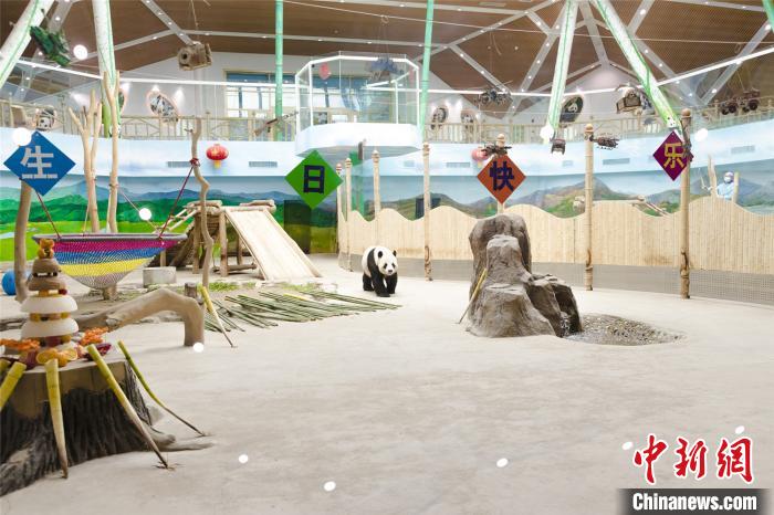 ジャイアントパンダ「佑佑（ヨウヨウ）」（寫(xiě)真?王琳）。