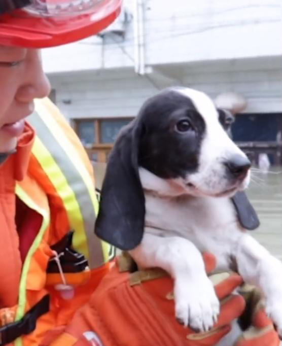 洪水で取り殘された子犬を消防員が救助！「どの命も尊さに変わりなし」