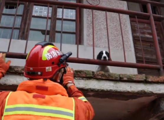 洪水で取り殘された子犬を消防員が救助！「どの命も尊さに変わりなし」