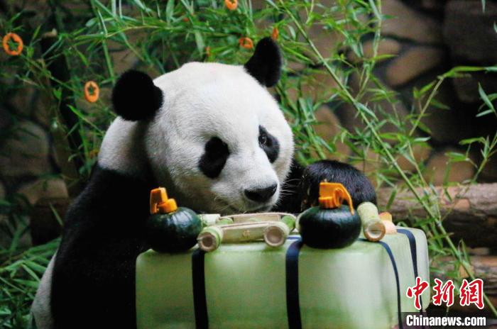 10歳の誕生日を迎えた済南野生動物世界のジャイアントパンダ「二喜」（撮影?宮玥文）。