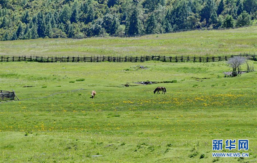 チベット林芝、人々を魅了する避暑の楽園