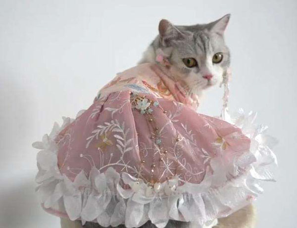 ネコにも漢服？月収100萬円のビジネスにしたある女性　湖南省