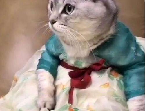 ネコにも漢服？月収100萬円のビジネスにしたある女性　湖南省