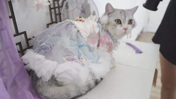 ネコにも漢服？月収100萬円のビジネスにしたある女性　湖南省