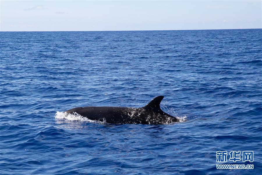 中國の科學(xué)研究者、南中國海でマッコウクジラなどを調(diào)査