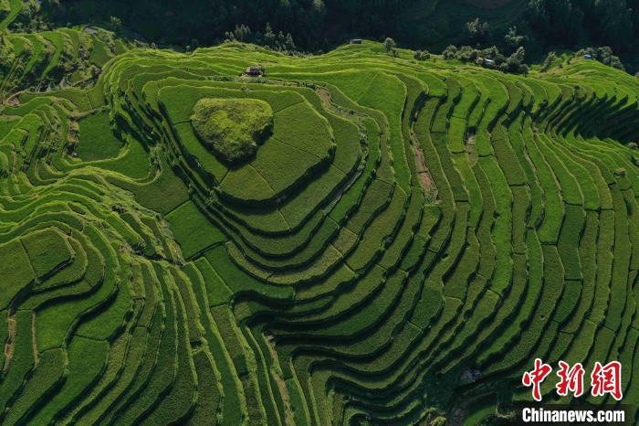 上空から撮影した貴州省従江県丙妹鎮(zhèn)岜沙苗寨の棚田（撮影?呉徳軍）。