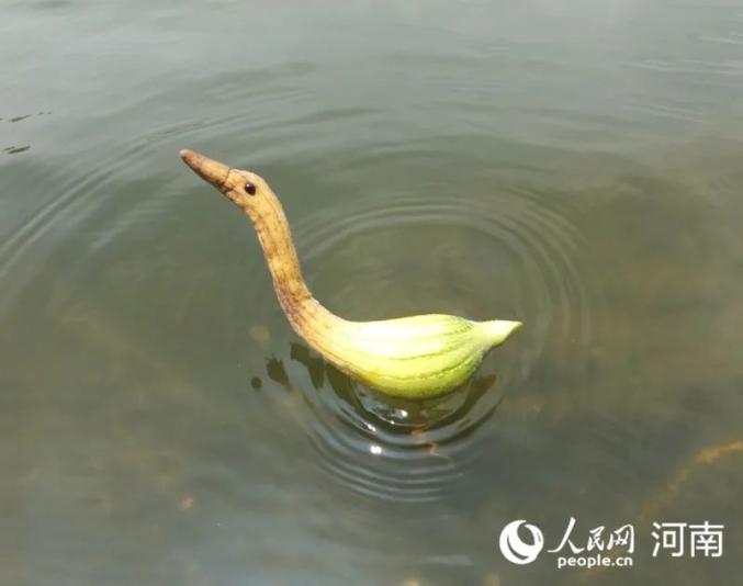 野菜で作ったアニマルワールド！　河南省