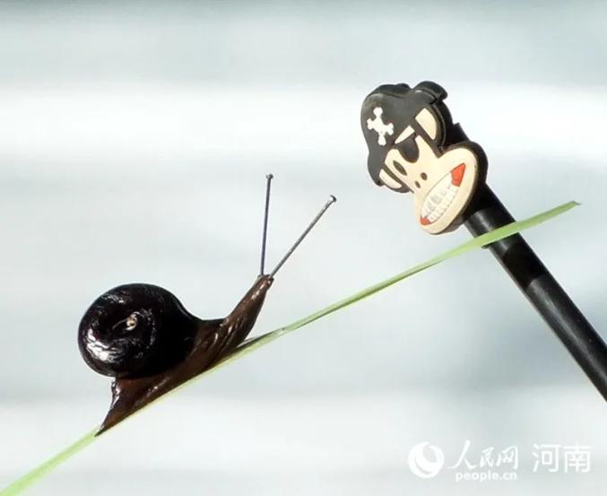 野菜で作ったアニマルワールド！　河南省