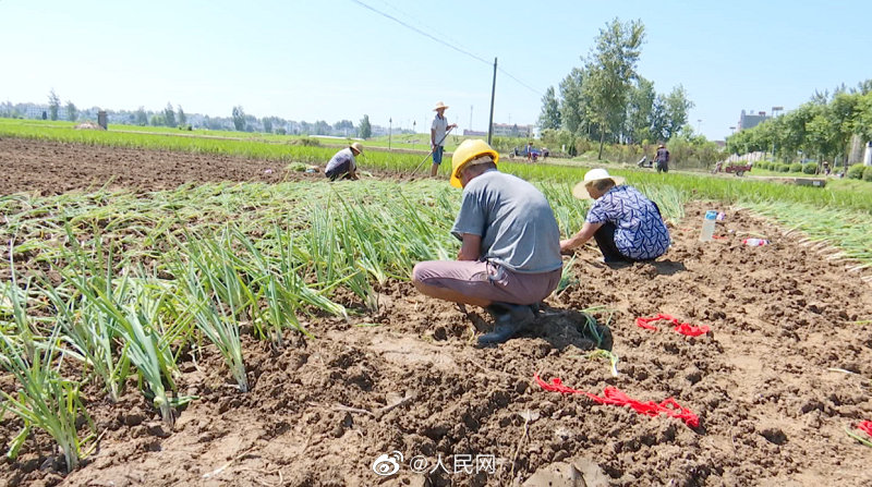安徽省、水が引けた蒙窪遊水地　急ピッチで植え替え進む