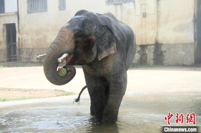 エアコンにスイカ、動物たちの「猛暑対策」あれこれ　江蘇省