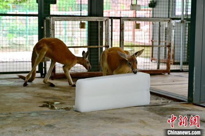 エアコンにスイカ、動物たちの「猛暑対策」あれこれ　江蘇省