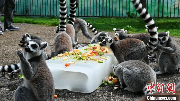 エアコンにスイカ、動(dòng)物たちの「猛暑対策」あれこれ　江蘇省