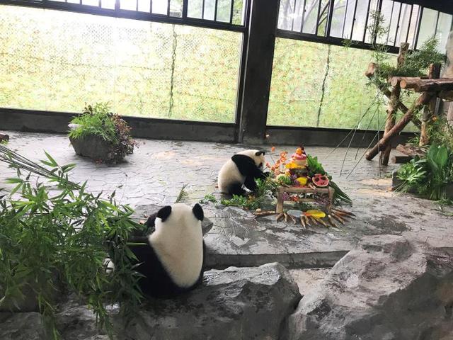 パンダ「嘉嘉」が8歳の誕生日、赤ちゃんの名前も同時(shí)に募集開始！　上海市