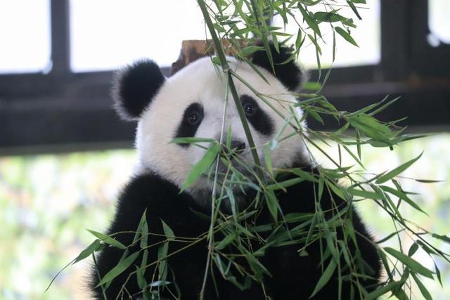 パンダ「嘉嘉」が8歳の誕生日、赤ちゃんの名前も同時に募集開始！　上海市