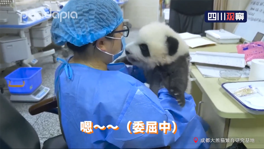 スクープ！赤ちゃんパンダと飼育係の喧嘩の全貌明らかに！　四川省成都
