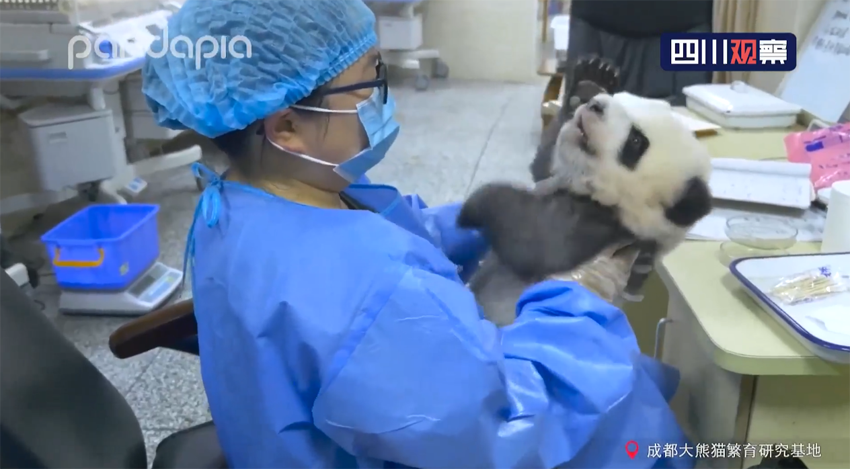 スクープ！赤ちゃんパンダと飼育係の喧嘩の全貌明らかに！　四川省成都