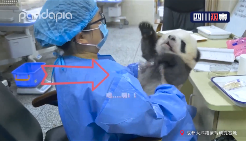 スクープ！赤ちゃんパンダと飼育係の喧嘩の全貌明らかに！　四川省成都