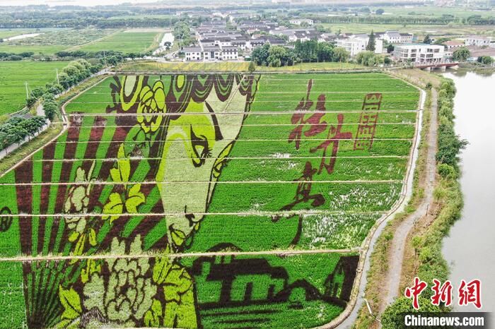 昆山市張浦鎮(zhèn)の田んぼに描き出された見事な昆曲「牡丹亭」田んぼアート（撮影?泱波）。