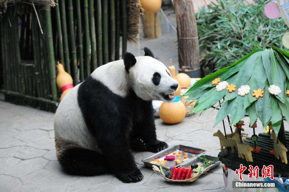 8月10日、誕生日を祝ってもらったパンダの「浦浦（プープー）」（撮影?于海洋）。