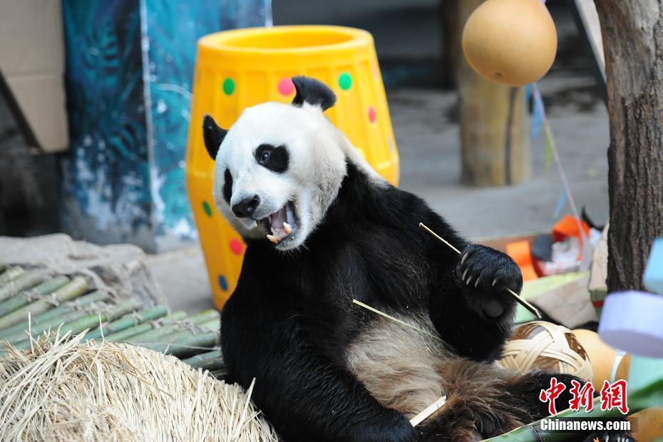 瀋陽森林動物園でパンダの誕生日をお祝い　遼寧省