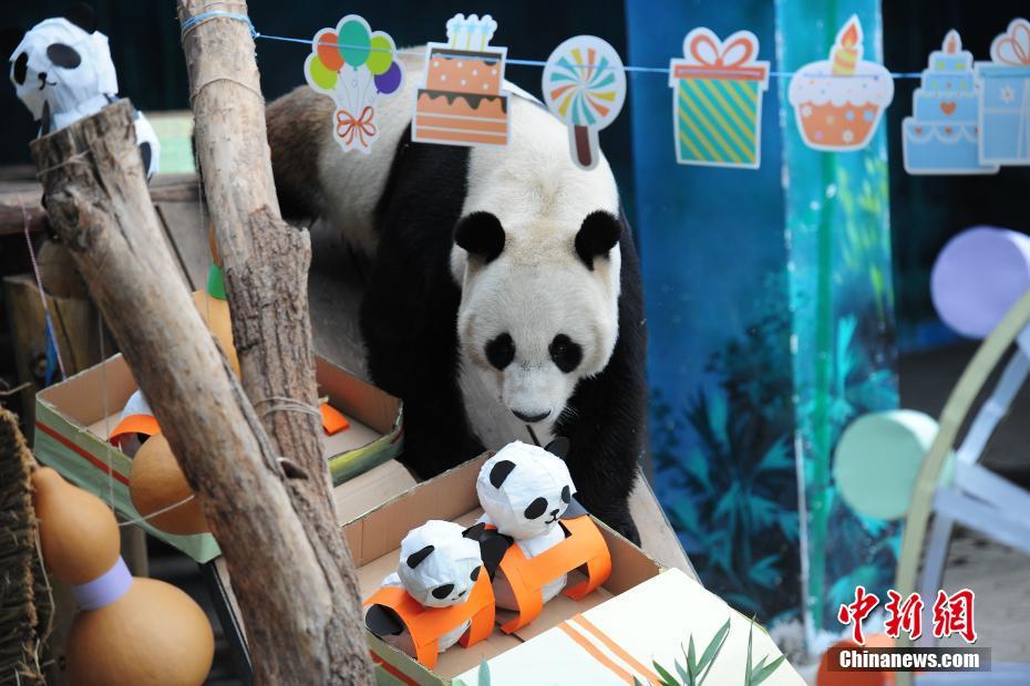 瀋陽(yáng)森林動(dòng)物園でパンダの誕生日をお祝い　遼寧省