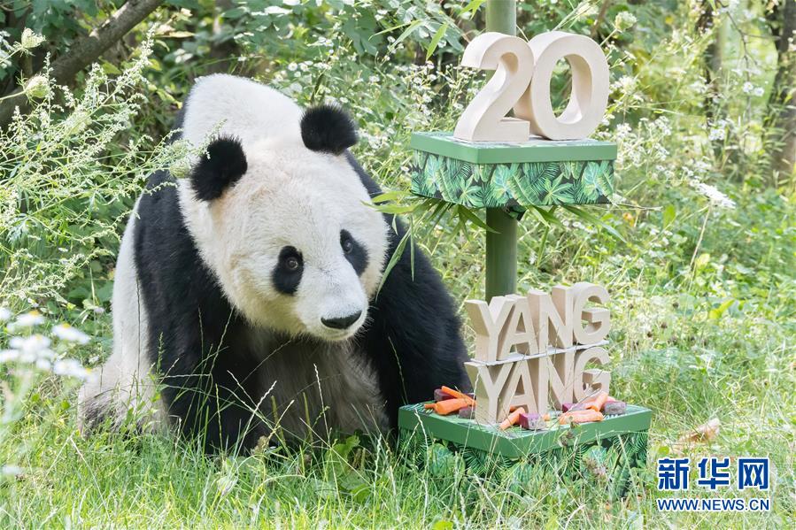 8月9日、オーストリア?ウィーンのシェーンブルン動(dòng)物園で、誕生日プレゼントを受け取ったパンダの「陽陽（ヤンヤン）」。