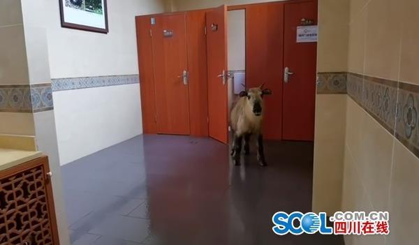 「トイレに行きたいだけですが何か？」 野生のターキンが公衆(zhòng)トイレに　四川省